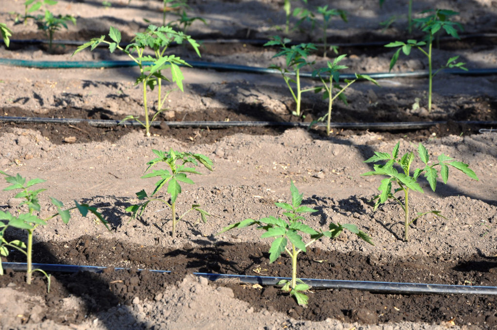 Drip irrigation for tomatoes