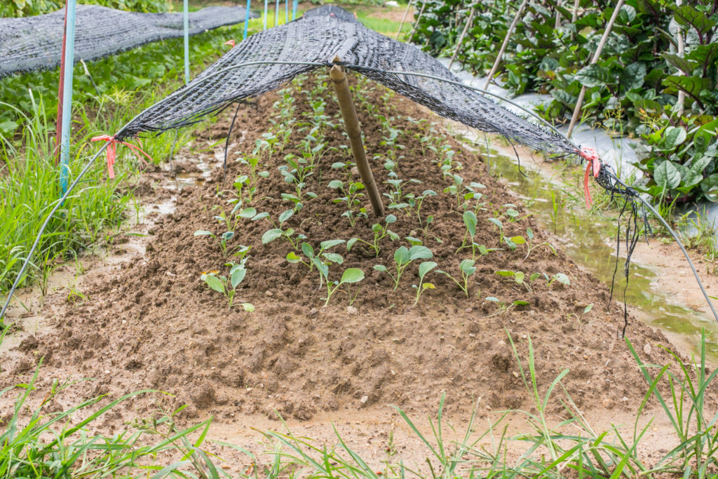 Garden Netting: Protecting crops in the Veggie Garden 