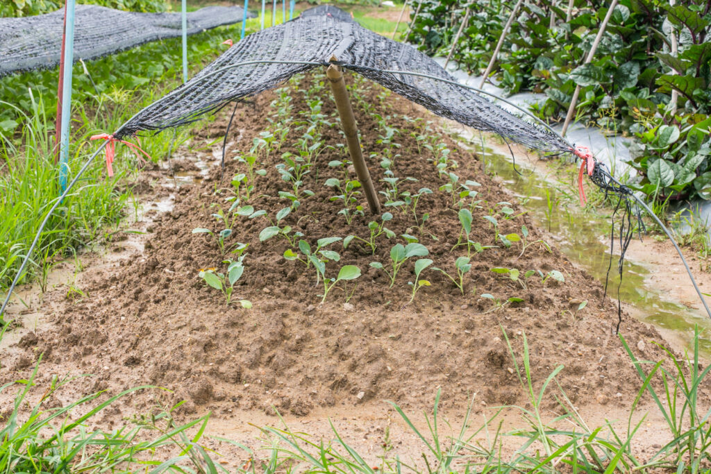 Shade cloth to protect crops