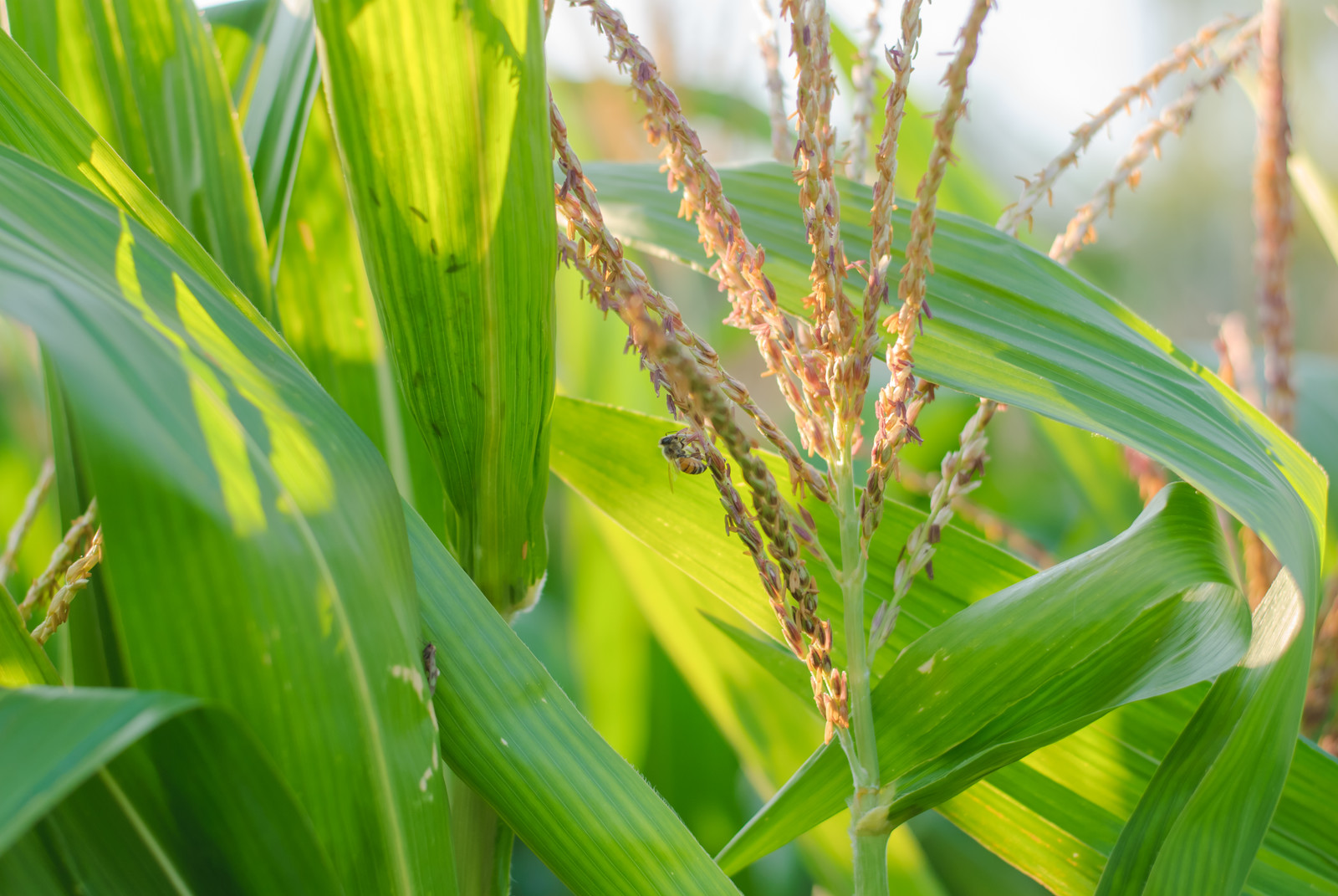 How Vegetables Are Pollinated -- Harvest to Table