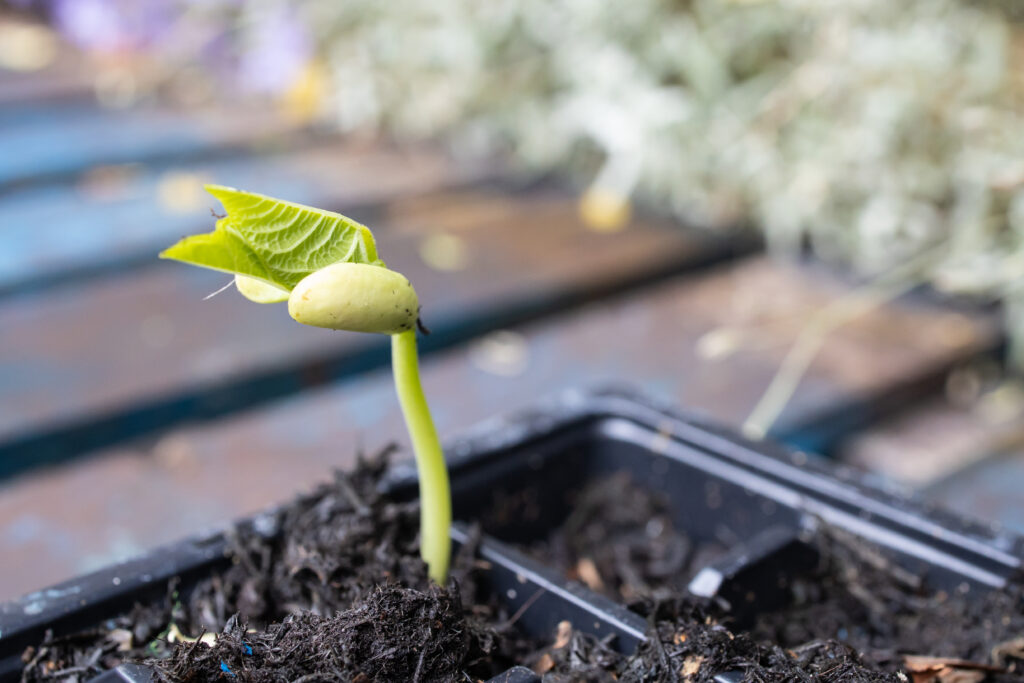 Bean seedling