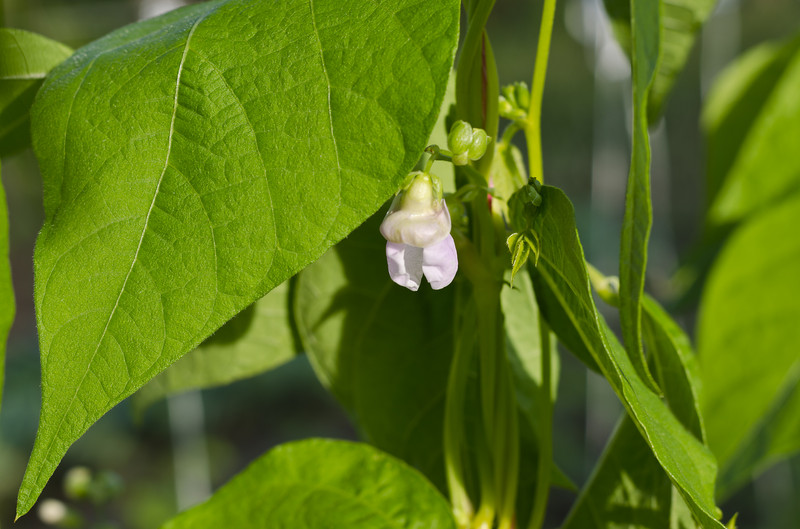 Bean flower