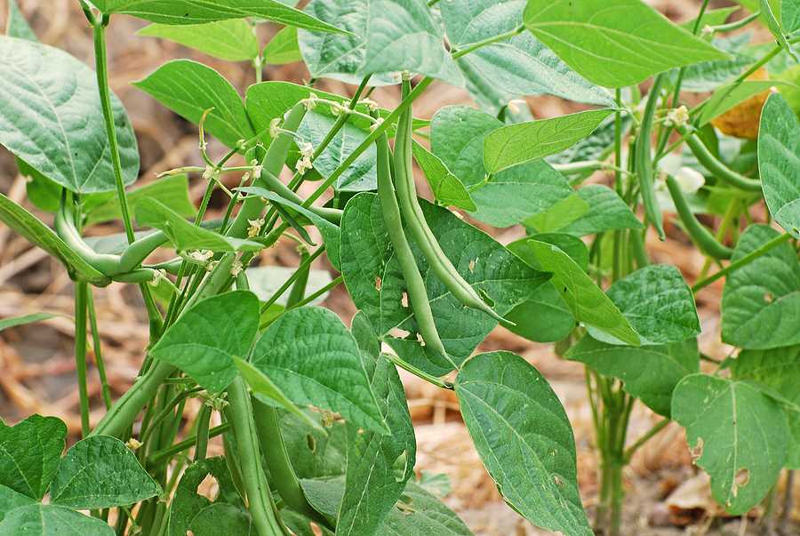 Bean pods on bush