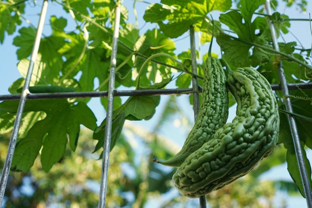 Bitter melon on trellis