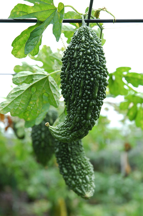 bitter melon at harvest