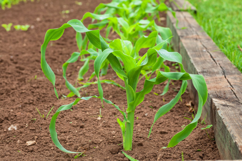 Young corn plants