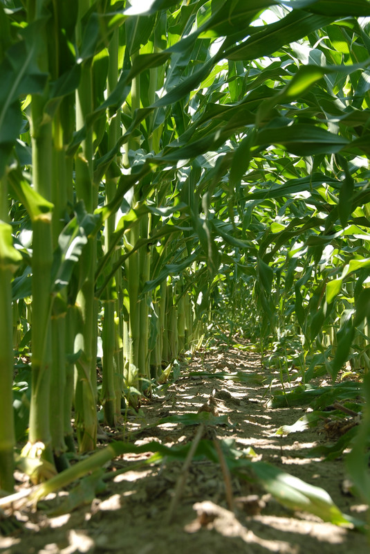 Corn stalks