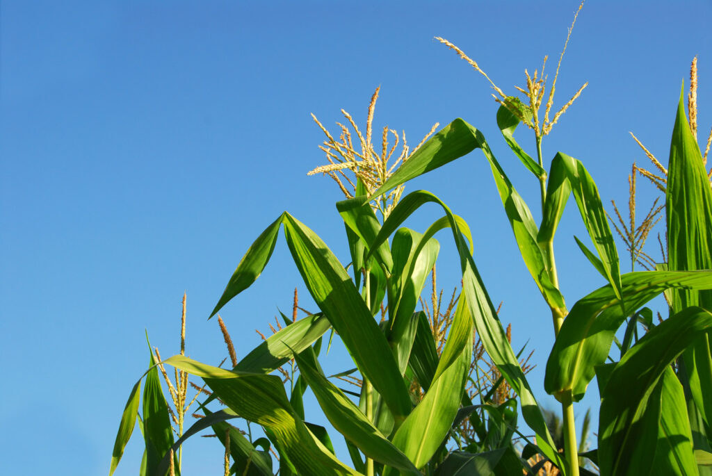 Corn tassels