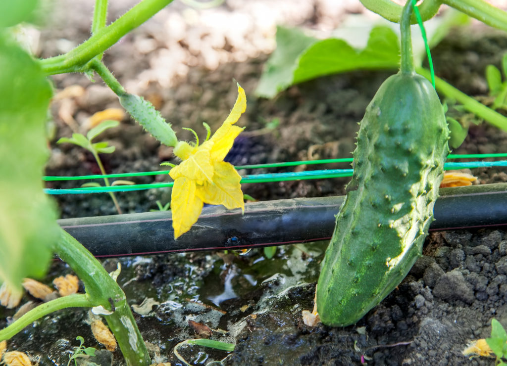 Cucumber flower and fruit