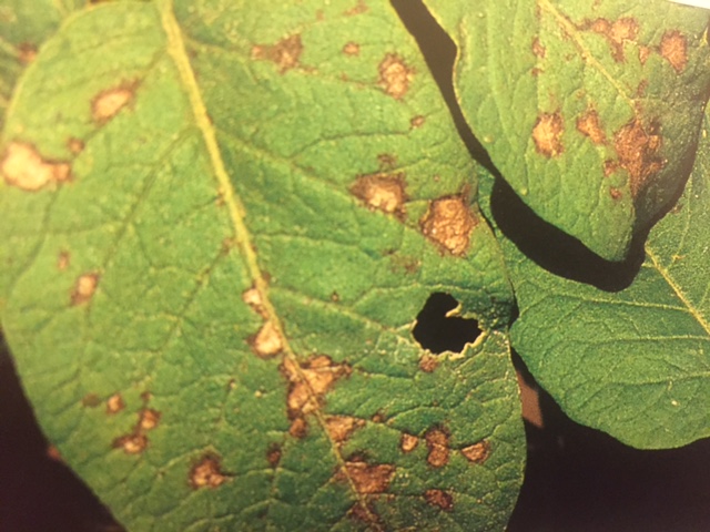 Early blight on leaves
