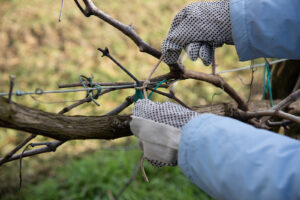How to Plant, Grow, Prune, and Harvest Grapes - Harvest to Table