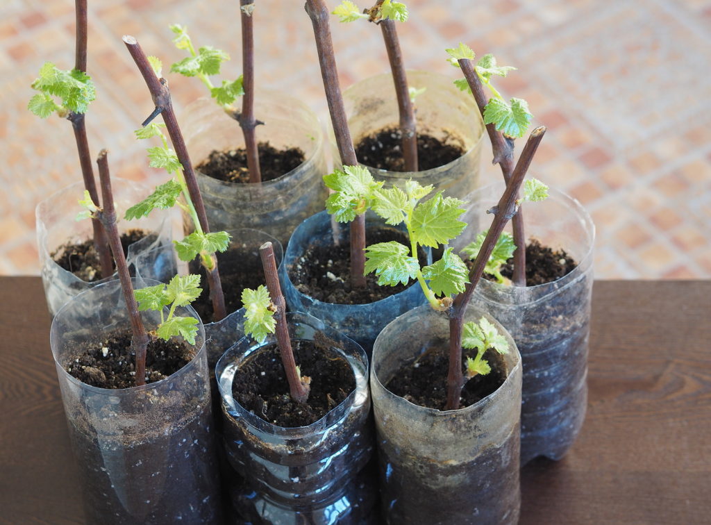 Rooted grape cuttings ready for planting
