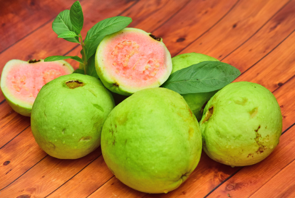 Guava harvested