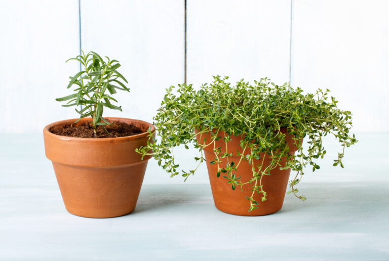 How to Grow Herbs Indoors in Winter Harvest to Table