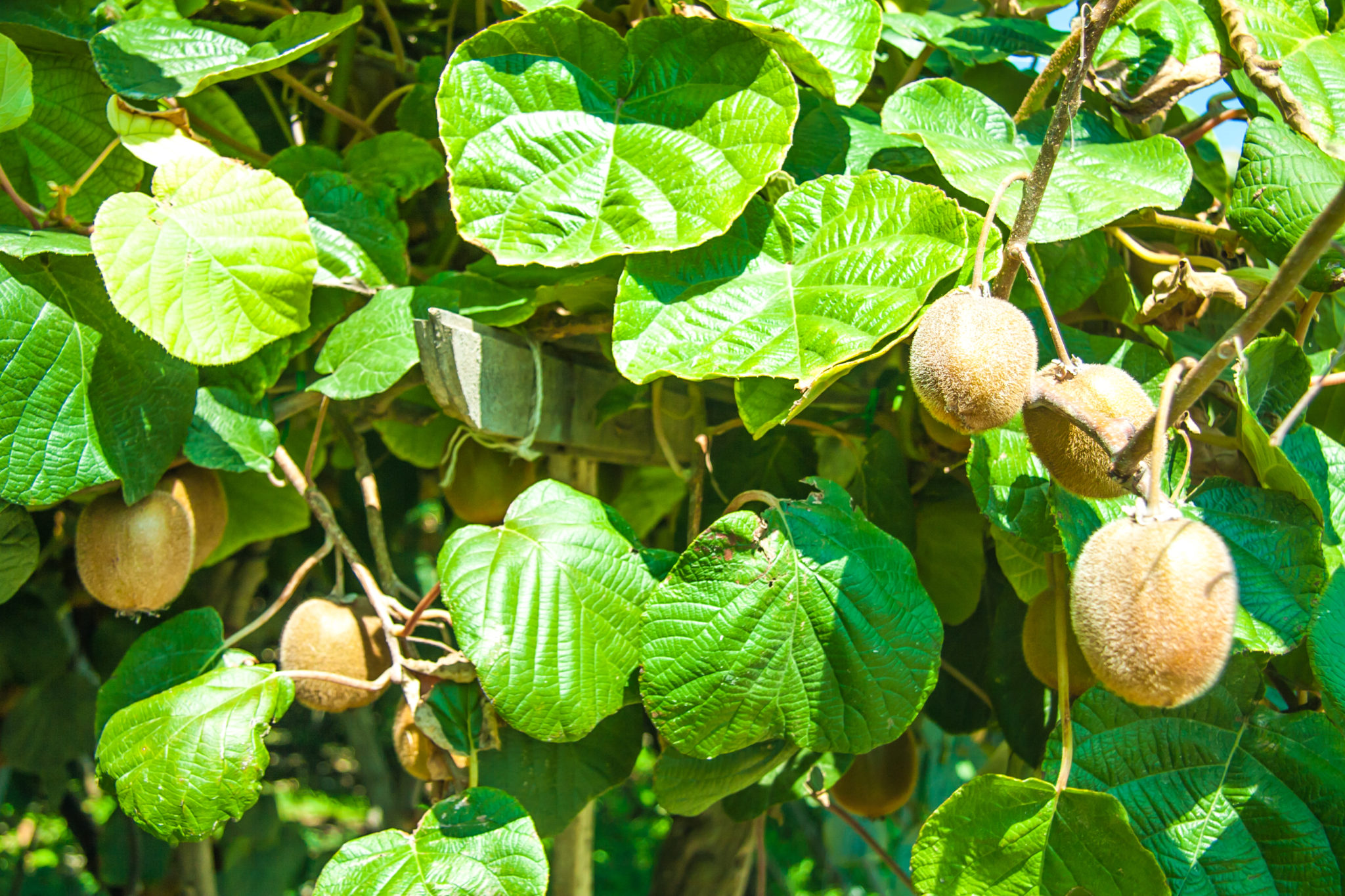 How To Plant Grow Prune And Harvest Kiwifruit Harvest To Table