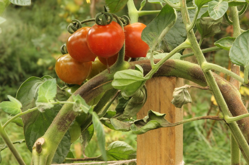 Late blight on stem