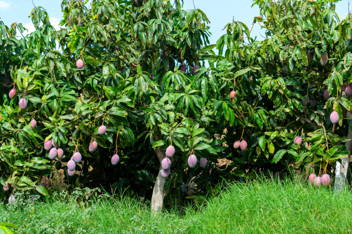 How to Plant and Grow Mango - Harvest to Table