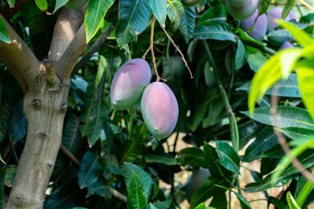  Ripe mango fruits in tree