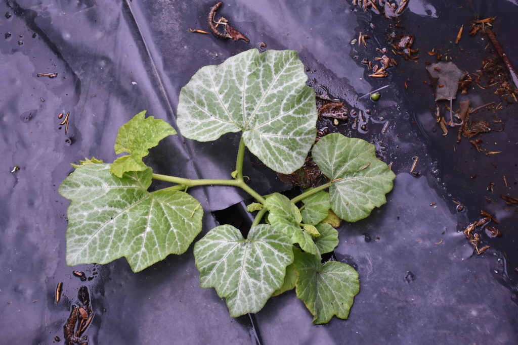 Young melon plant in full growth 