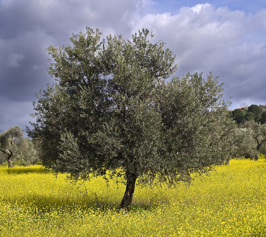 Olive trees in mustard field