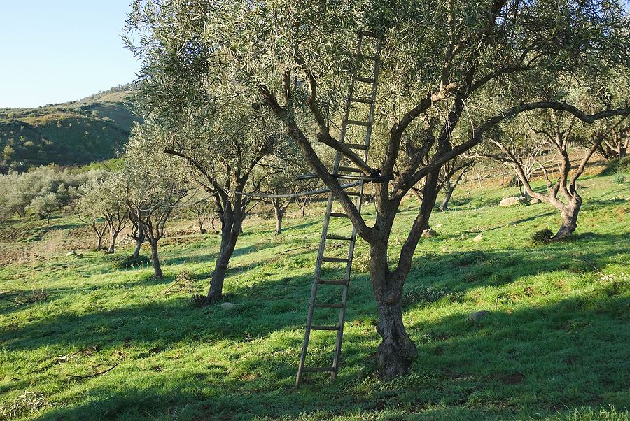 How to Plant, Grow, and Prune Olive Trees - Harvest to Table