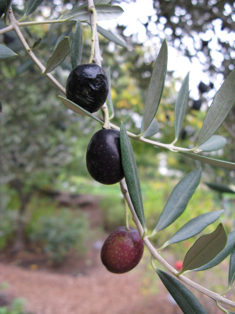 black ripe olive on olive tree - details - leaves and branches