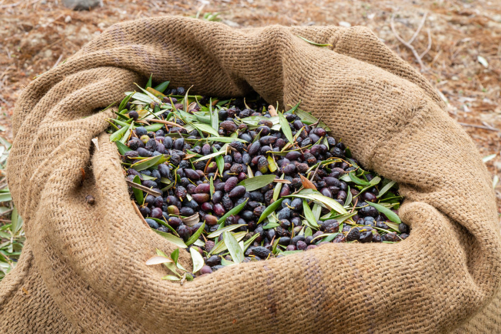 Sackcloth bag full of fresh olives 