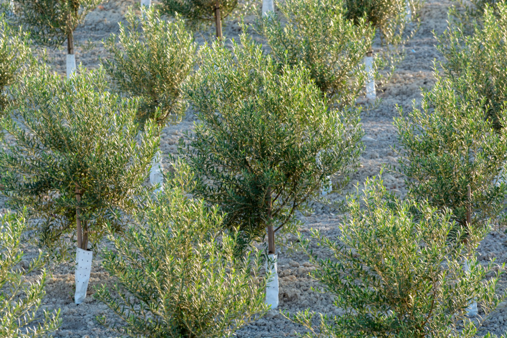 How to Grow & Care for Olive Trees