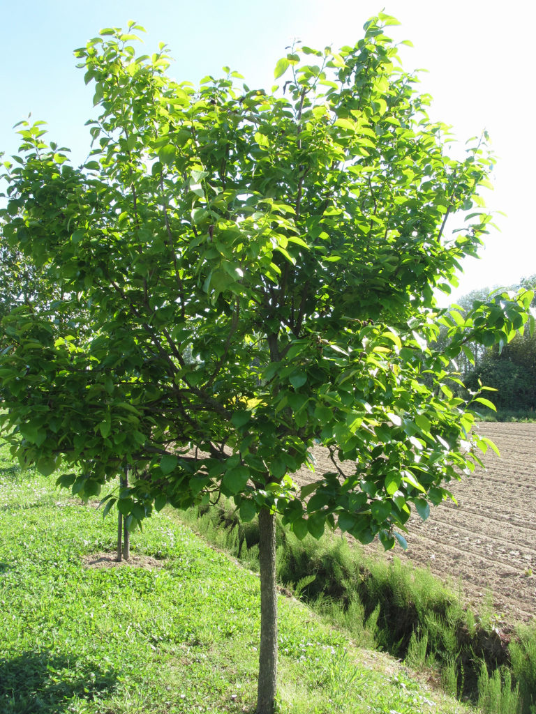 Persimmon tree