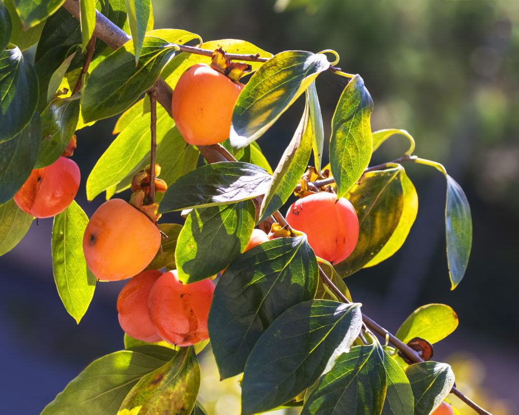 Colorful persimmon fruits 