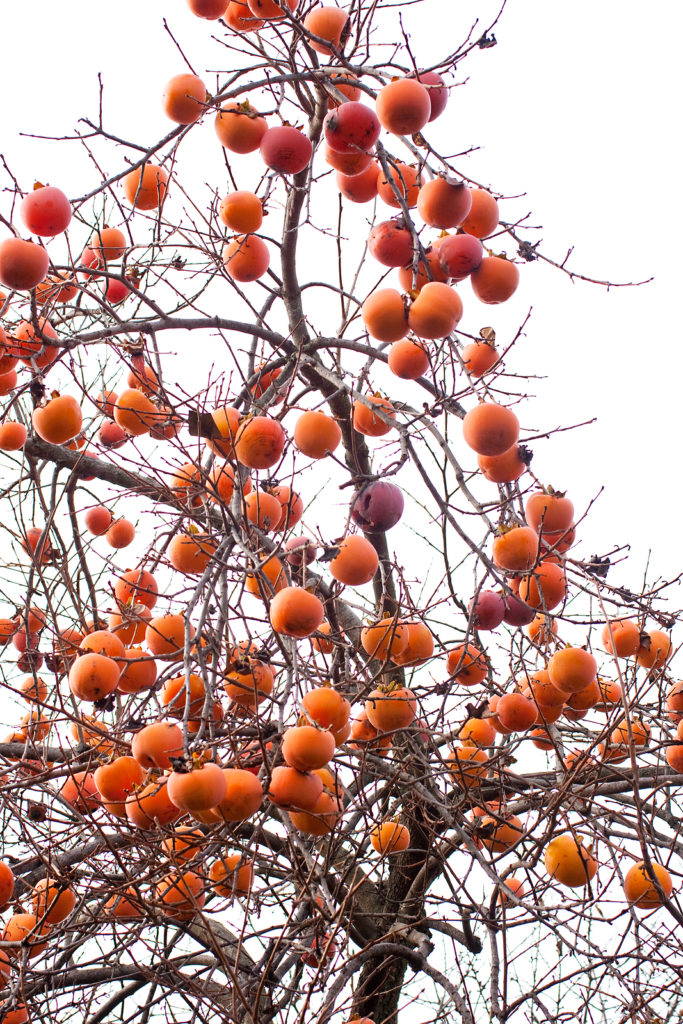 Persimmon tree in winter