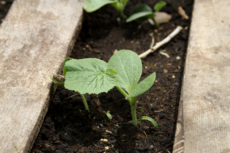 Squash seedlings