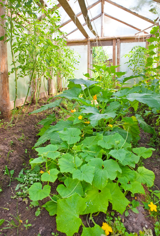 Squash plants