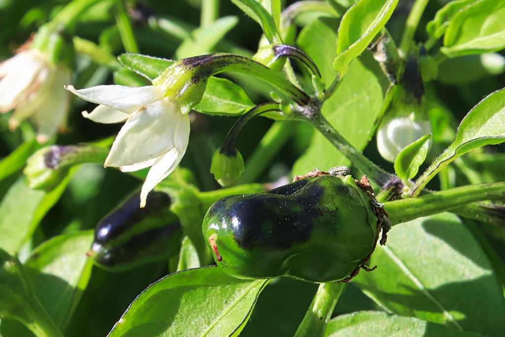 A young green pepper ripens beside a flower