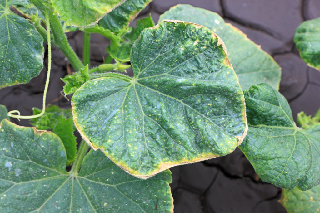 Cucumber leaves with yellowed edges 