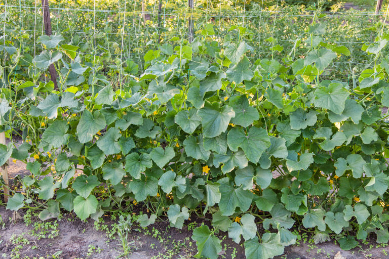 Cucumber Growing Problems Solved