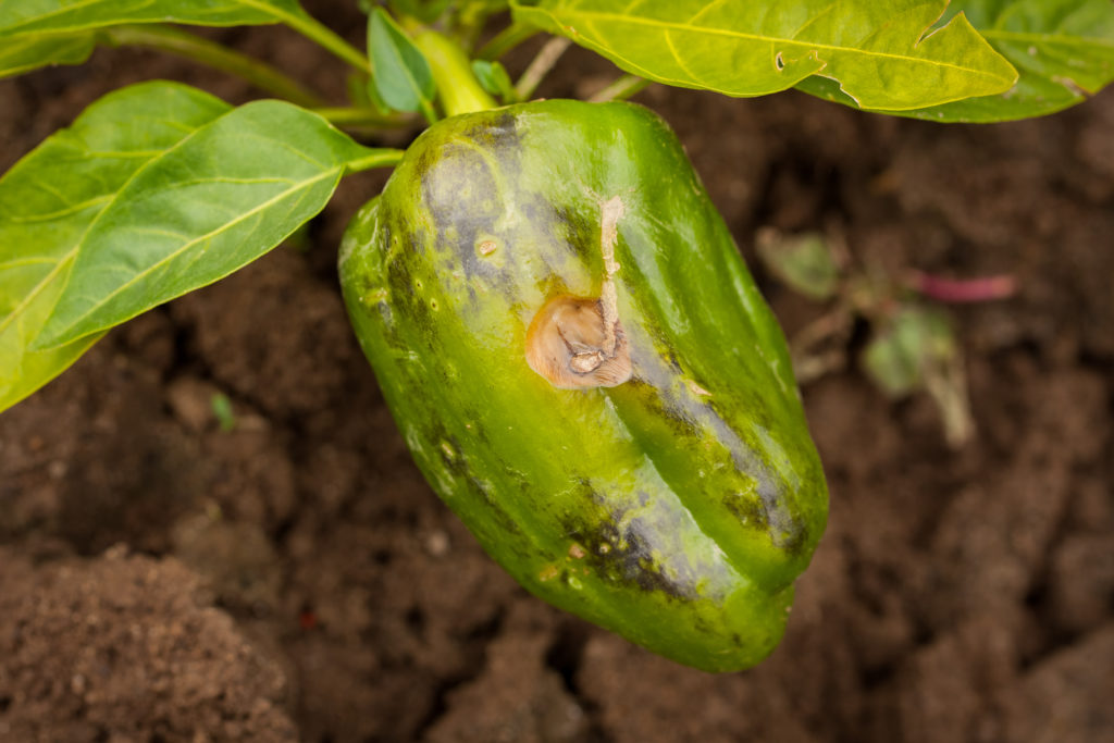 sunburned pepper fruit