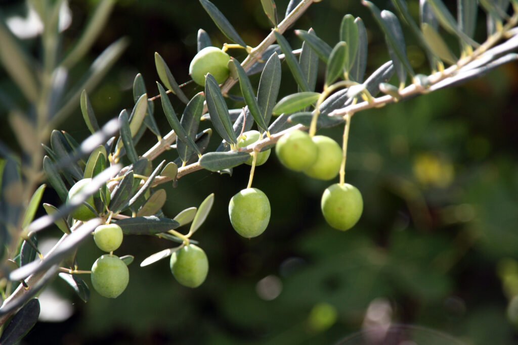 How to Plant, Grow, and Prune Olive Trees - Harvest to Table