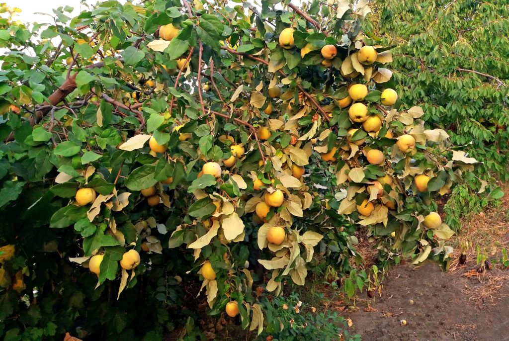 Quince tree full of sweet fruits 