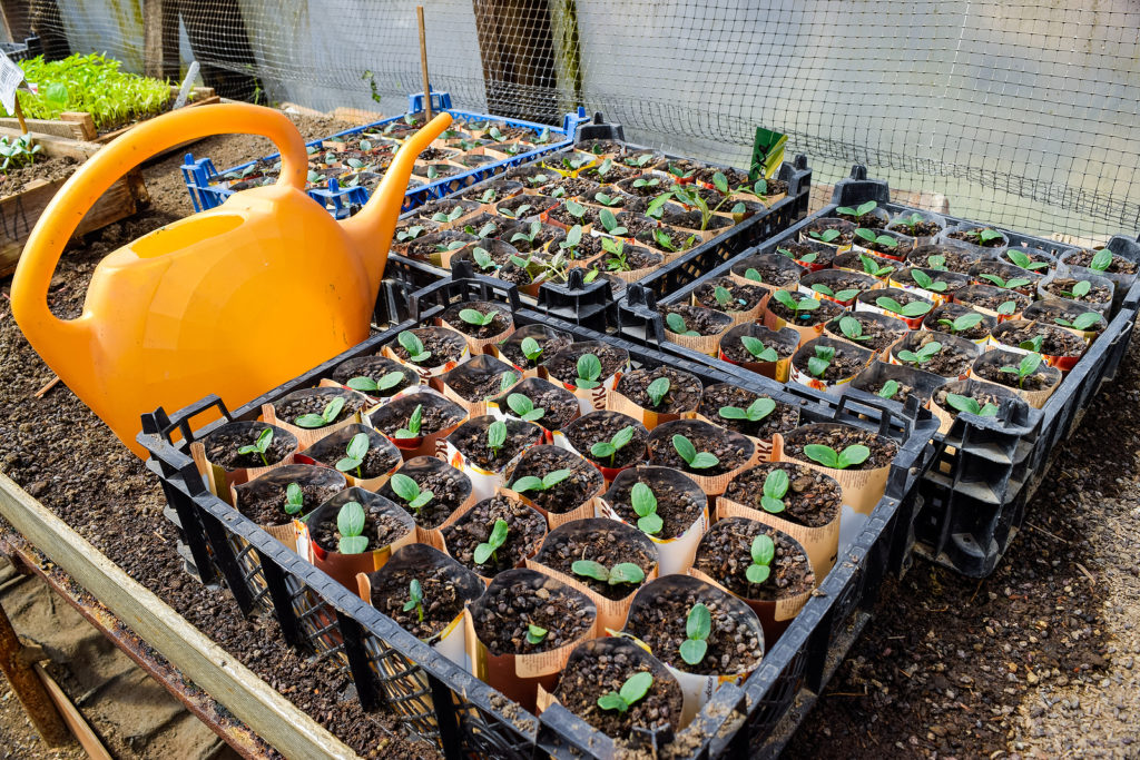 Cucumber seedlings