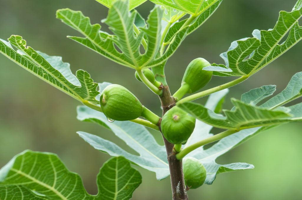Young fig fruits