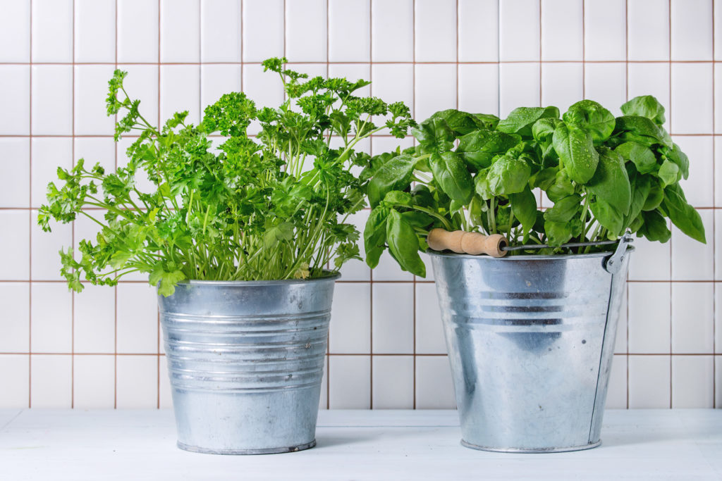 Basil and parsley growing in decorative metal pots indoors under fluorescent light. 