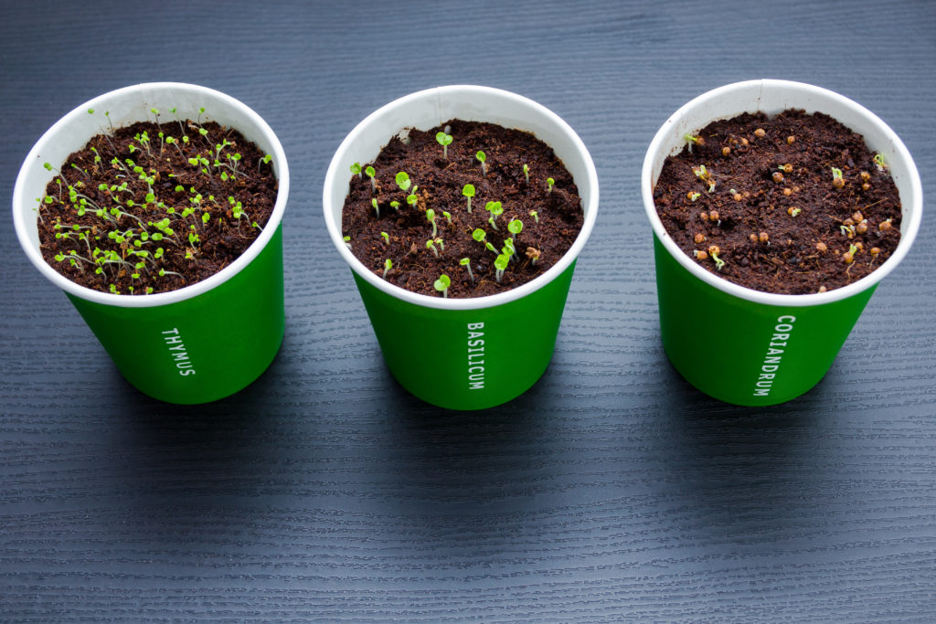 Small pots with thyme basil and coriander seedlings just sprouted