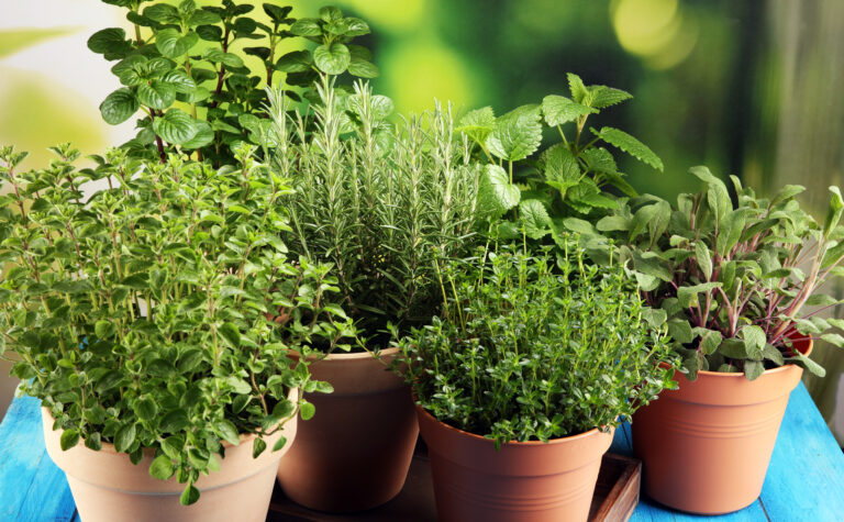 How to Grow Herbs
