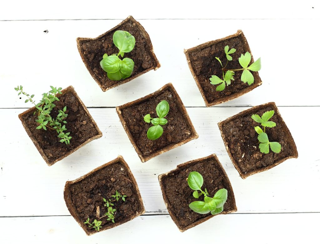 Young herb seedlings -- thyme, basil, bee balm -- started in biodegradable peat pots.