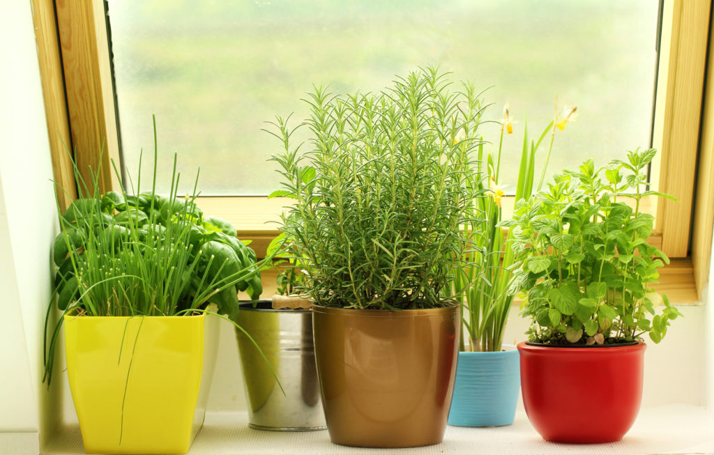 Chives, basil, rosemary, lemongrass, and mint growing in a kitchen window