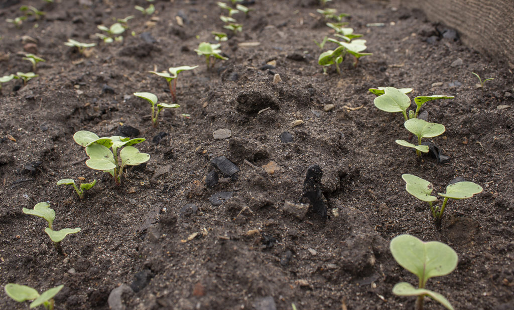 Radish seedlings planted at a distance to avoid thinning