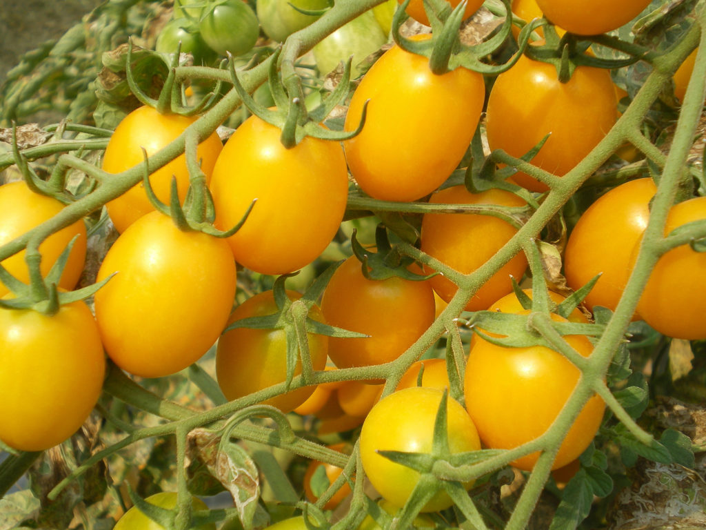 Yellow cherry tomatoes 