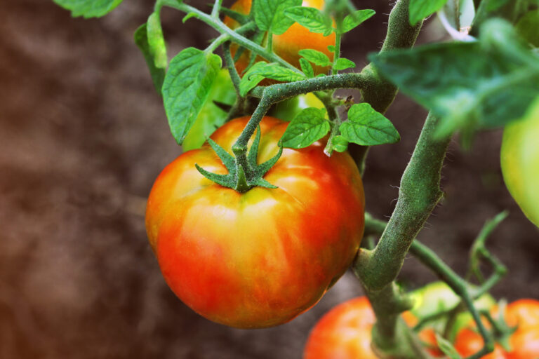 How to Ripen Tomatoes