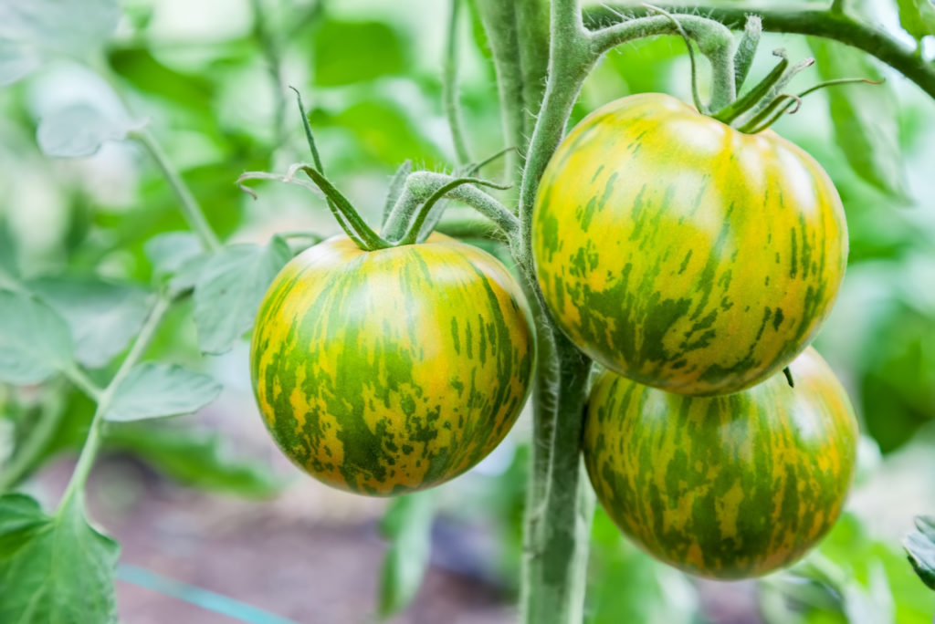 Striped tomatoes Green Zebra 